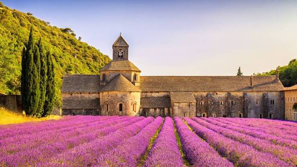 The ancient Sénanque Abbey surrounded by rows of lavender in the Provence countryside
